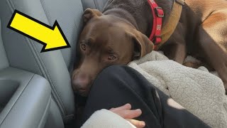 I ADOPTED THE OLDEST, SICKEST SHELTER DOG — WHAT HE DID BROKE EVERYONE