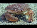 Lessepsian Mediterranean Crab or Red Egg Crab or Rosy egg crab (Atergatis roseus).