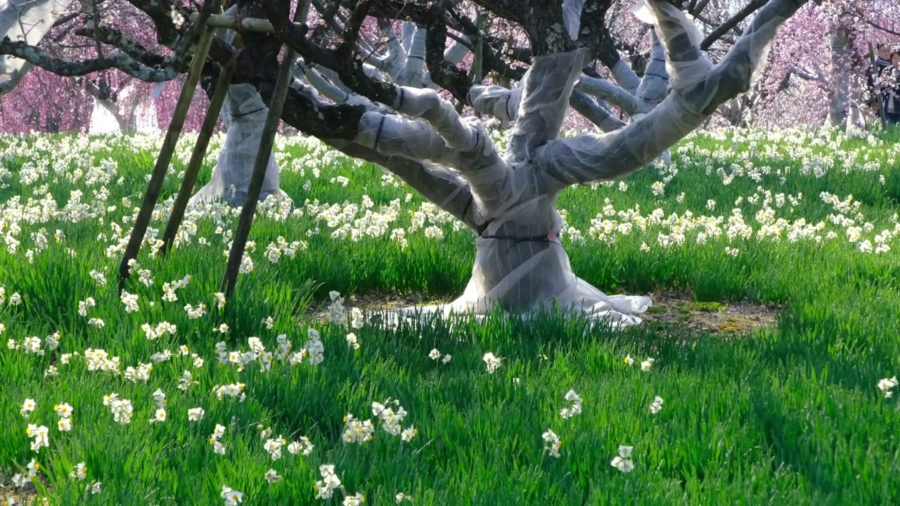 和泉リサイクル公園（賑わう梅園）