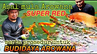 Get to know more about super red Arowana & super red Arowana cultivation procedures #PT_ARWANA