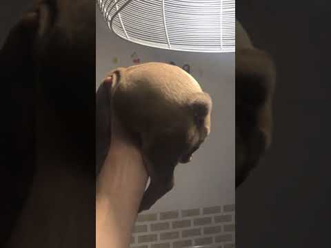 Cuccioli Bouledogue Francese