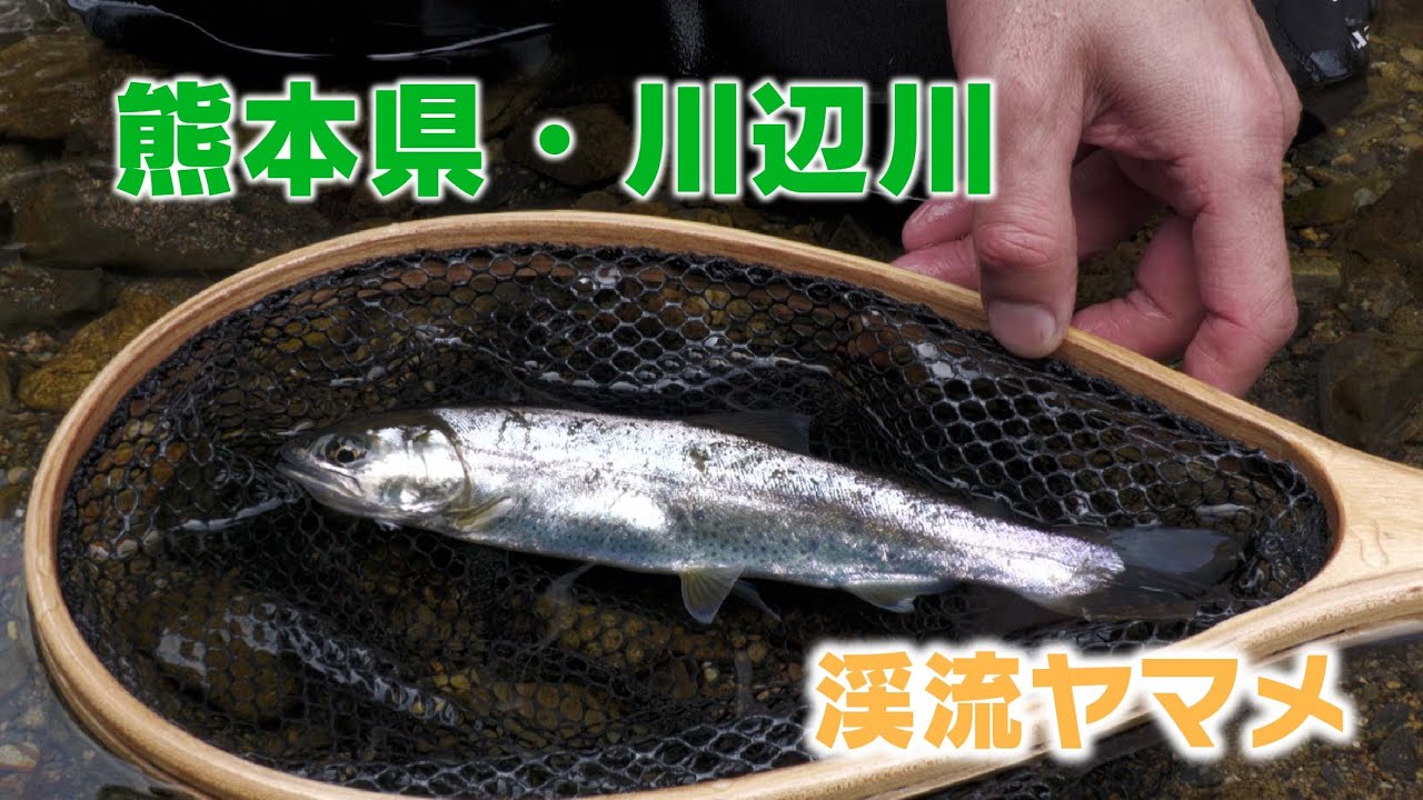 熊本県川辺川・渓流ヤマメ