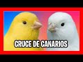 ✅ CRUCES DE CANARIOS AMARILLOS ❌ CANARIOS BLANCOS RECESIVOS | CRIA DE CANARIOS