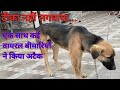 Vomiting and diarrhoea in a dog  vet guru radhe