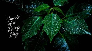 Sounds of A Rainy Day // Relaxing Nature Sounds for Sleep, Relaxtion