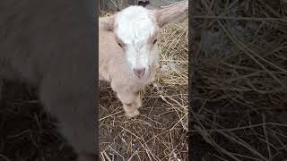 первый выгул козлят