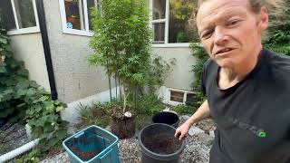 Why Transplant? The Biggest Transplant I've Ever Done — How To Transfer Into a 20 Gallon Pot ..