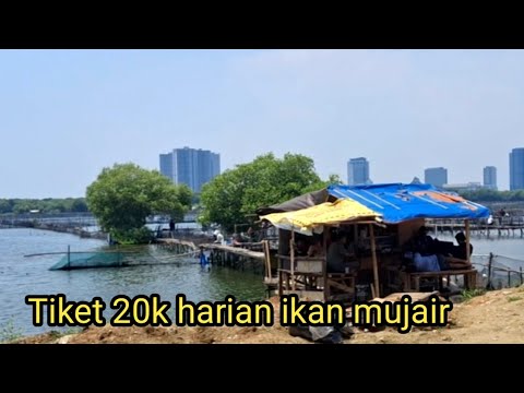 Mancing Mujair Liar Di Jakarta
