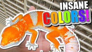 ALL MY LEOPARD GECKOS!! **INSANE COLORS** | BRIAN BARCZYK