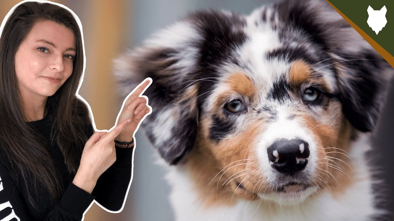 abington mini aussies