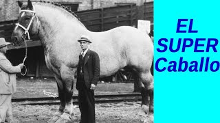 El Mas Grande De La Historia. Padrillo Belga. Brookling Supreme. Super Caballo.