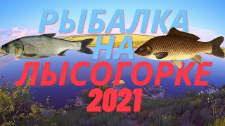 Рыбалка на Лысогорке 2021. Ловля толстолоба на технопланктон. Ловля сазана на макушатники.