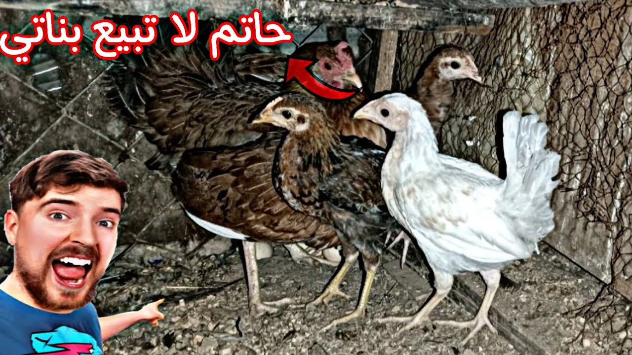 بعت الكتاكيت كلهن 🐥  بلانة رادت تموت 🐓 سويت خانة جديدة 🐣