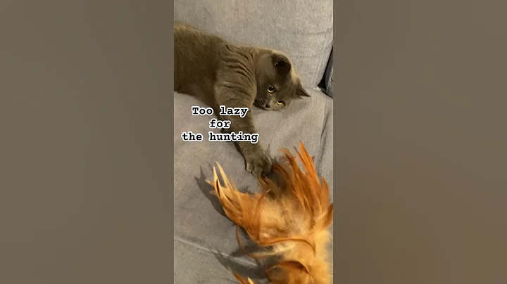 Video 4308031: british cat pet, british cute pets, cat toys british, cats cute funny british, british cat animals, lovely british cat, gato british, best british, cat hunting funny