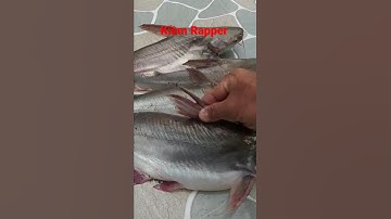 #Shorts /Cách phân biệt loại cá hú và cá ba sa thiên nhiên cá nuôi cực kỳ dễ #KiềmRapper