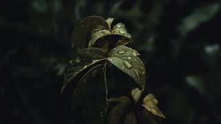 Overcast | Shot On Canon 600D | Cinematic Short Film | EF-S 18-55mm | Nature