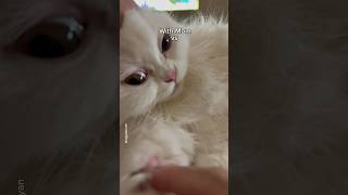 My girl cat's different vibes: Mom vs Dad😾😻 #shorts #cat #funny #whsykd