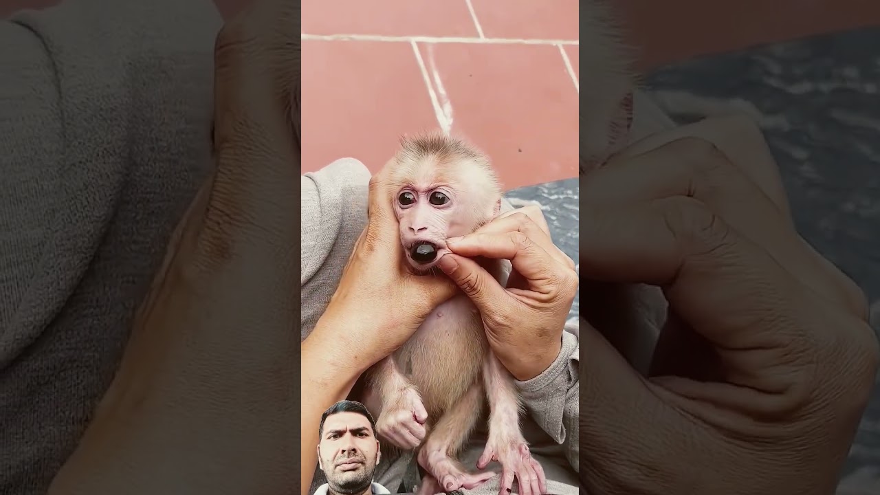 Mother helps baby monkey take poison out of mouth🙈