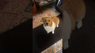 Download Lagu @alissalu_: He must've been feelin a lil bold speaking to his mother like that 💁🏻‍♀️ #dog #doglover MP3