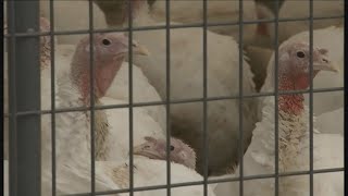 Poultry industry, wildlife experts on high alert after bird flu confirmed in Pennsylvania