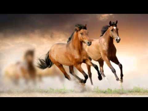 horse sound effects