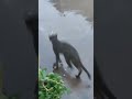 barish aur billi #funny #mycat #cat #catlover