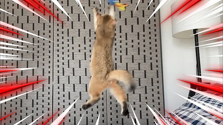 Watch the video about Slo Mo Cat Jump | Funny Cat Jump Videos Slow Mo | British Shorthair Cute Cat 😁👍