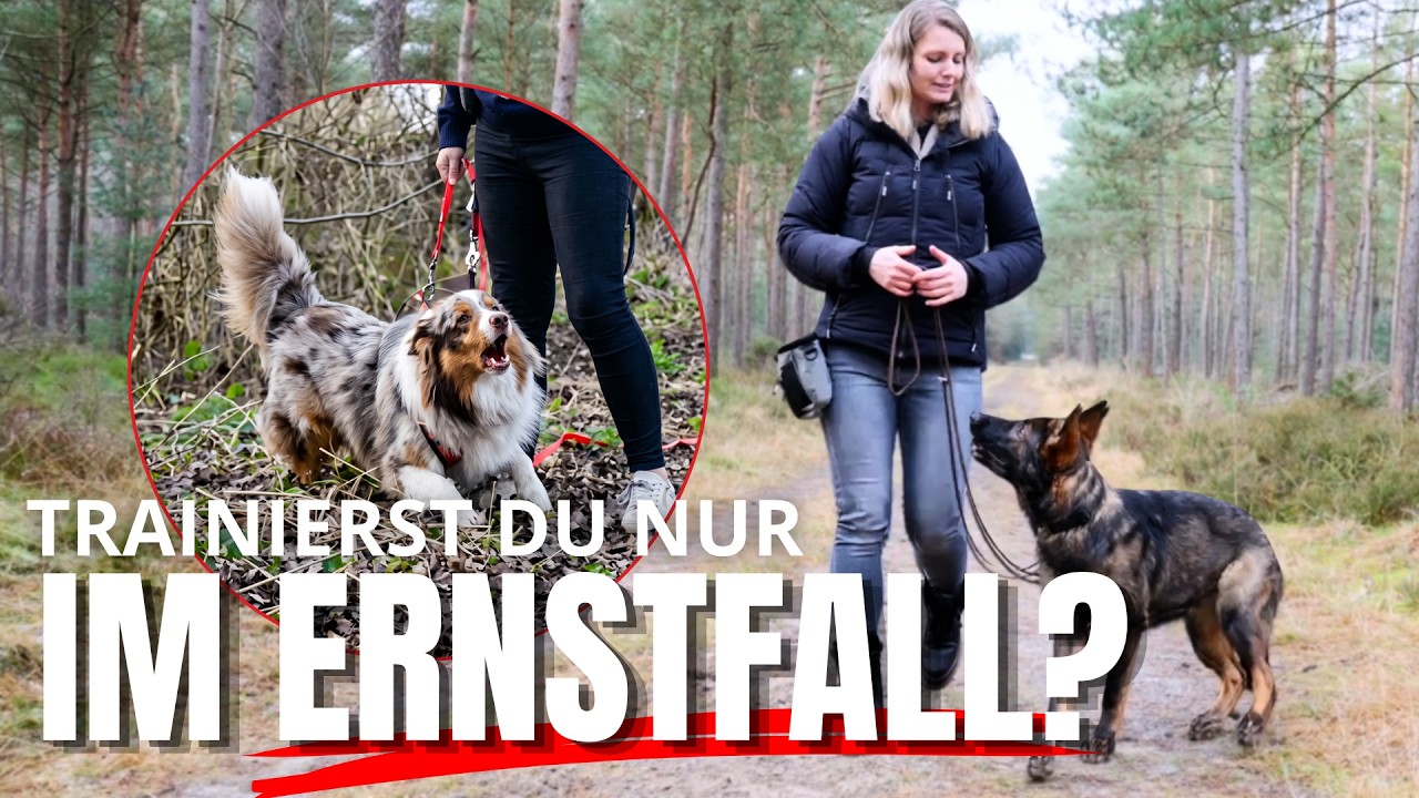 So wird dein Hund im Alltag wirklich verlässlich
