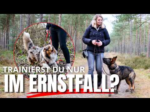 Alltag mit Hund
