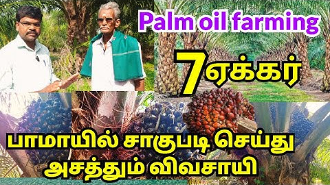 7 ஏக்கர் பாமாயில் சாகுபடி செய்து அசத்தும் விவசாயி | Palm Oil cultivation | Village thamizha village