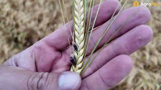 AgroPlus news from the field Aug 14, 2026