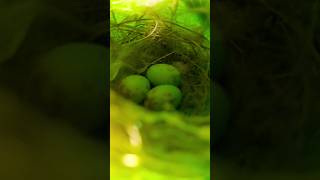 বাড়ির ডুমুর গাছে টুনটুনি পাখির ডিম #shorts #tuntuni #egg #tailorbird #plants @gardentales771