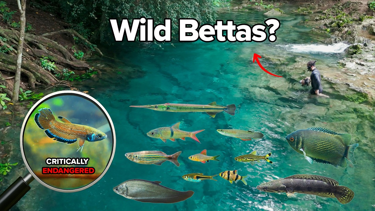 Глубокие синие источники и находящиеся под угрозой исчезновения бойцовые рыбки | Исследование Южн...