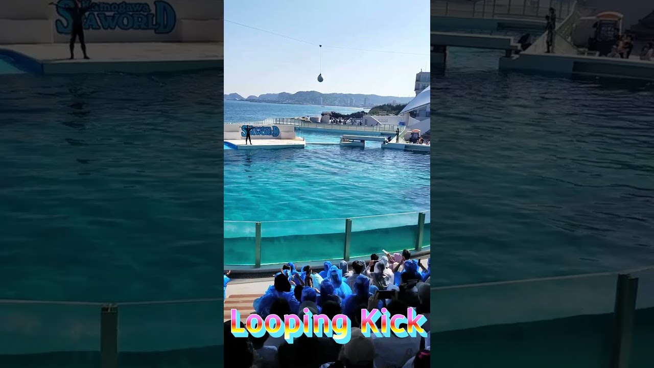 ラビーちゃんルーピングキ～ック🥰 #Shorts #鴨川シーワールド #鴨シー #kamogawaseaworld #killerwhale #orca #シャチ #ルーピングキック