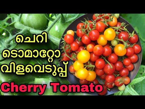 ചെറി ടൊമാറ്റോ | Cherry Tomato In Malayalam | How to Grow Cherry Tomato |