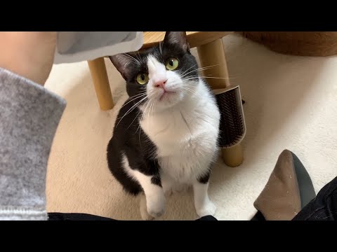 使い捨てカイロが好きな珍しい猫