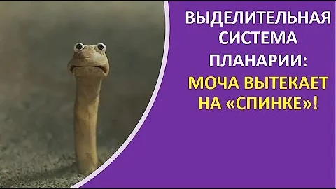 10. Выделительная система планарии: моча вытекает на 