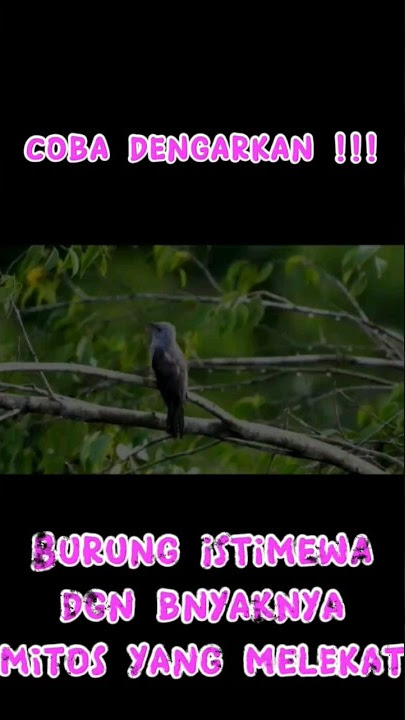 Suara burung kedasih bikin merinding #burungkedasih #suaraburungkedasih #merinding #short