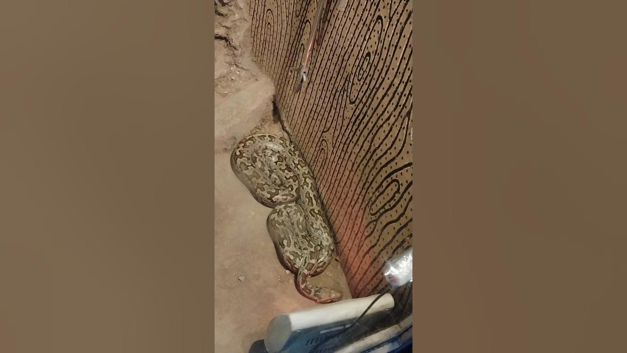 Longest Python I ever saw😱😱😱, #python, #nature, #aestheticsinlife - YouTube