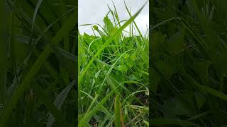 birds singing , ground level view
