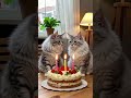 Happy Birthday Maine Coon and Ragdoll Cats