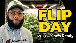 Wall To Wall Canopy! Ready To Flip - Spider Farmer 2x2 Grow Tent Pt. 8