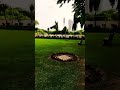 क्या मौसम आया है 🌺🌳 #karishmakapoor #song #bollywood