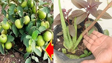 Amazing Rooting 3 Guava Tree Cutting In Aloe Vera {New Techniques} Brilliant idea
