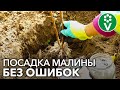 ПОСАДКА МАЛИНЫ ОСЕНЬЮ БЕЗ ОШИБОК. Пошаговое руководство от биолога