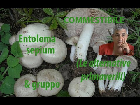 Video: I gyromitra esculenta sono rari?