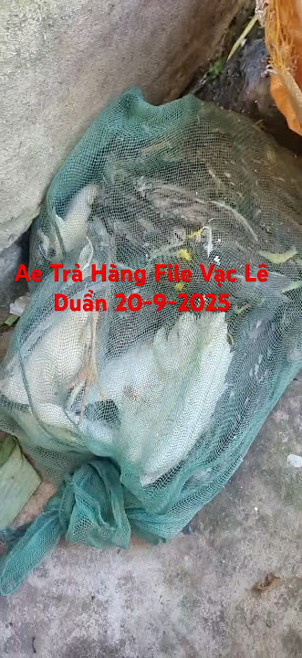 Ae Trả Hàng Chống Móm File Vạc Lê Duẩn 2025
