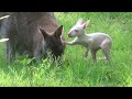 Albino Wallaby Joey Struggling to Climb into Mother's Pouch || ViralHog