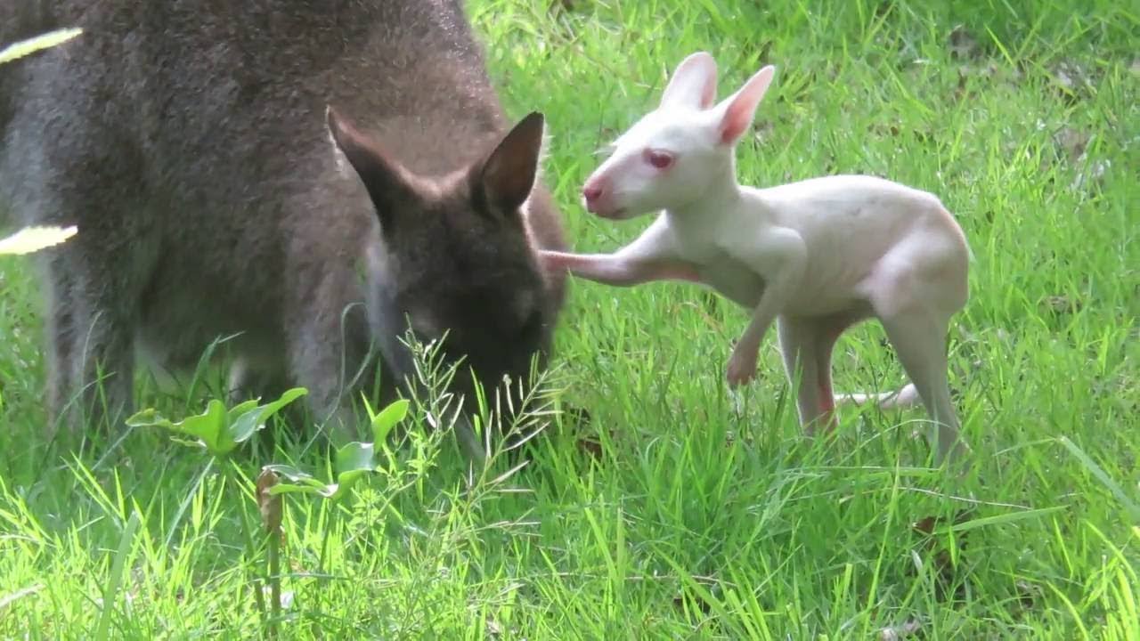 一生懸命お母さんのお腹の袋に入ろうとするアルビノの赤ちゃんワラビー 不器用な姿がいとおしい ねとらぼ