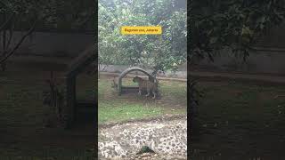 #kebunbinatang #tamanmargasatwaragunan #wisatakeluarga #wisatajakarta #wisatamurah